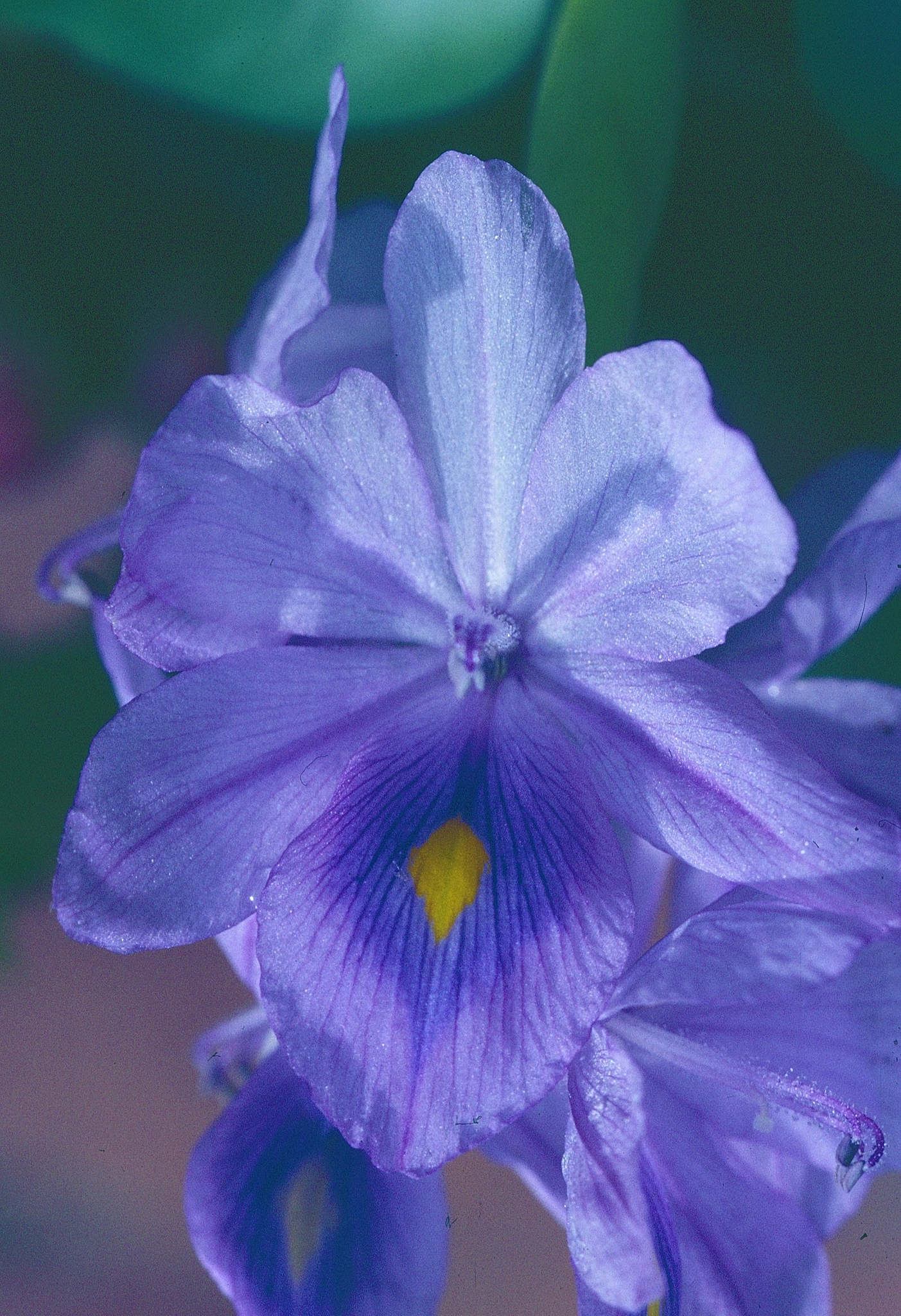 Pontederia crassipes