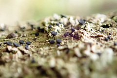 Bacidia schweinitzii