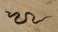Pituophis melanoleucus melanoleucus