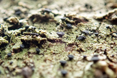 Bacidia schweinitzii