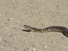 Pantherophis ramspotti