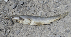 Lepisosteus platostomus