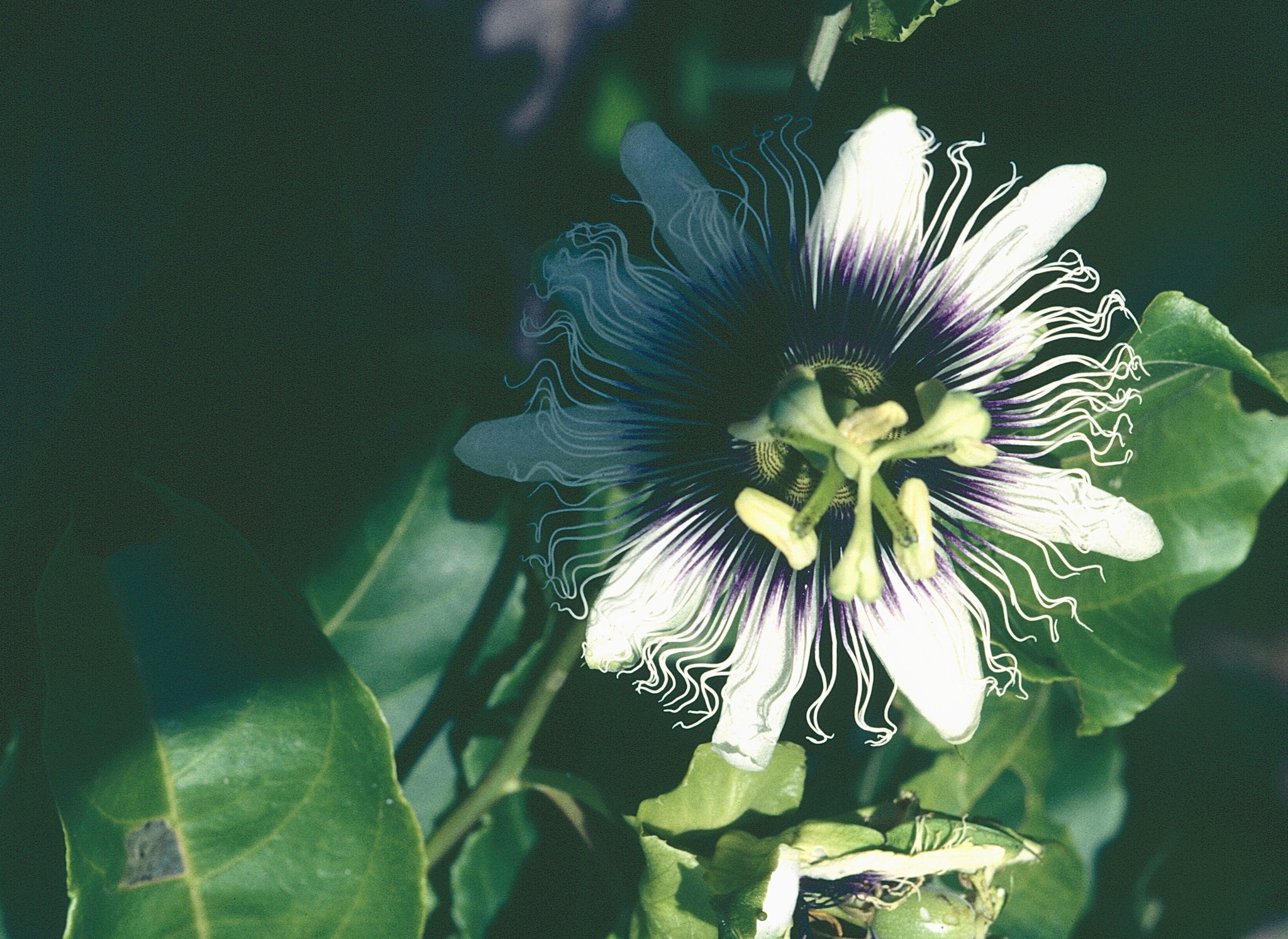 Passiflora edulis