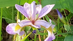 Iris versicolor