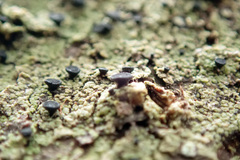 Bacidia schweinitzii