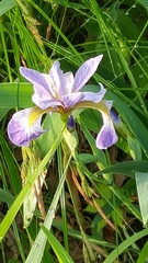 Iris versicolor
