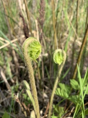 Osmundastrum cinnamomeum