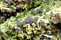 Bacidia schweinitzii