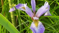 Iris versicolor
