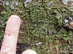 Bacidia schweinitzii