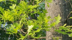 Quercus