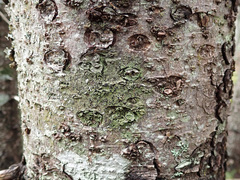 Bacidia schweinitzii