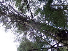 Bacidia schweinitzii