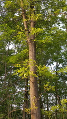 Quercus