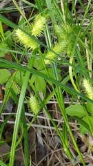 Carex