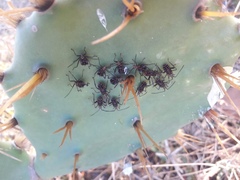 Leptoglossus lineosus