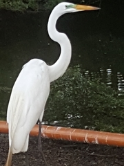 Ardea alba