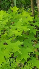 Quercus