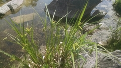 Carex comosa
