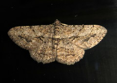 Psilalcis isombra