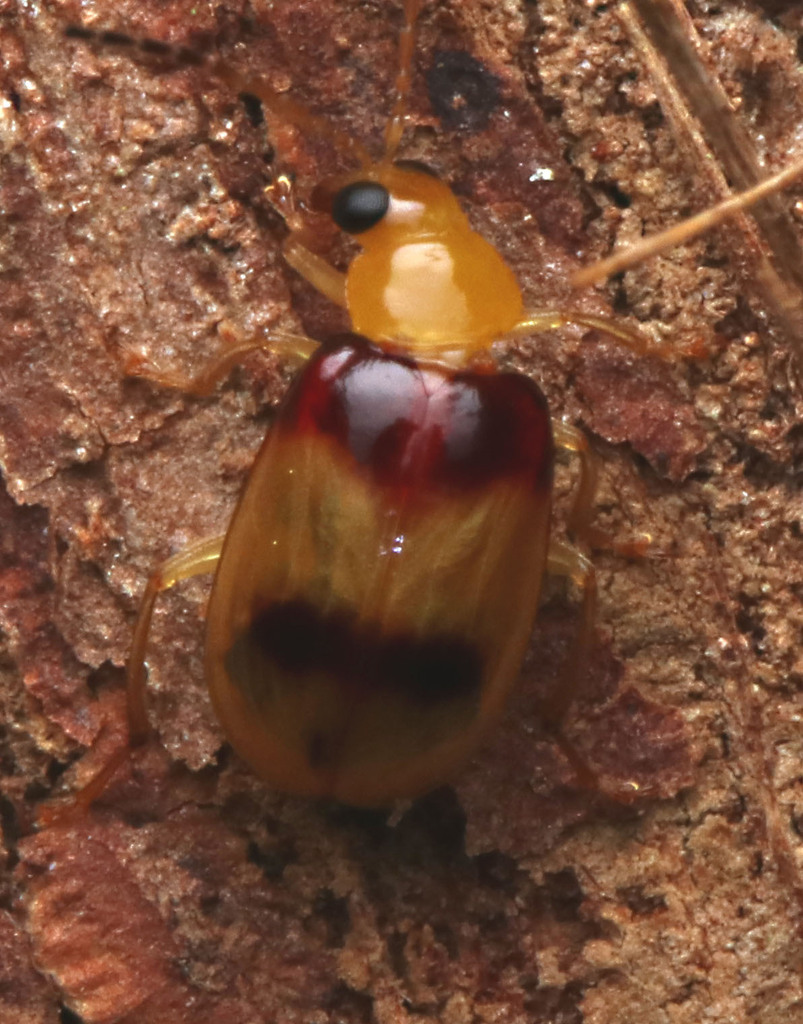 Red-shouldered Leaf Beetle in May 2024 by juliegraham173 · iNaturalist