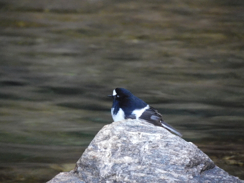 Little Forktail (Enicurus scouleri), photo 9