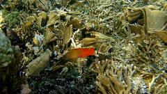 Labracinus cyclophthalmus