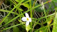 Houstonia caerulea