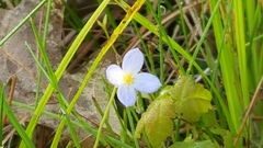 Houstonia caerulea