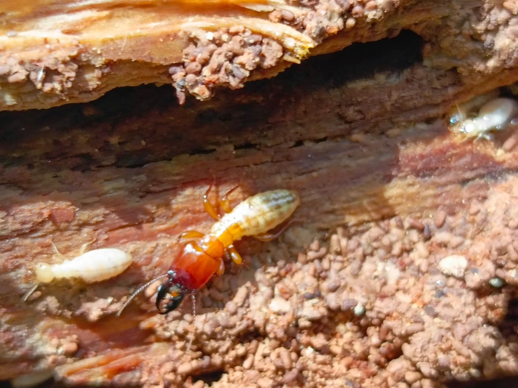 Archotermopsis