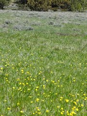Ranunculus alismifolius