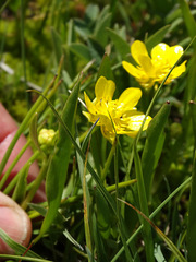 Ranunculus alismifolius