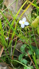 Houstonia caerulea