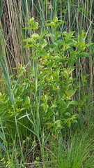 Cephalanthus occidentalis