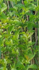 Cephalanthus occidentalis