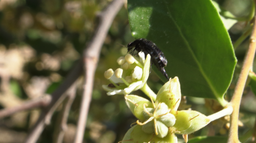 Hoshihananomia alboguttata · iNaturalist