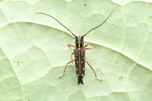 Glenea diverselineata, 2024-05-02