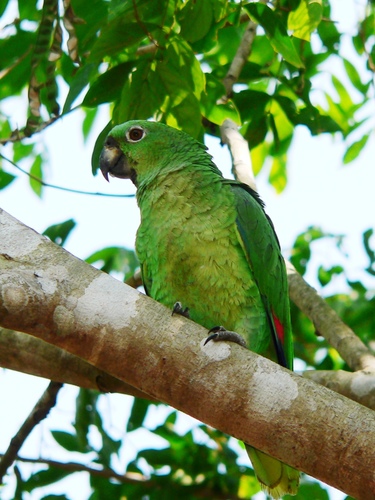 Mealy Amazon
