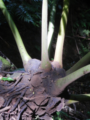 Angiopteris chauliodonta