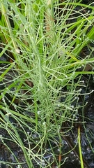 Equisetum arvense