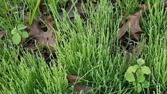 Equisetum arvense