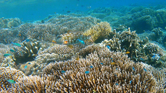 Lethrinus xanthochilus