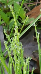 Equisetum arvense