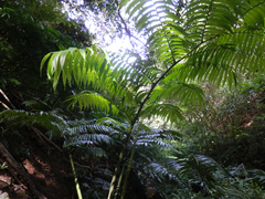 Angiopteris chauliodonta