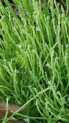 Equisetum arvense