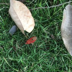 Dysdercus fuscomaculatus