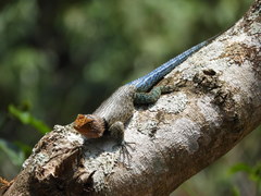 Sceloporus smaragdinus