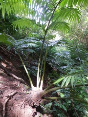 Angiopteris chauliodonta