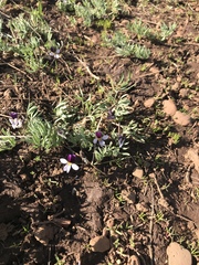 Viola beckwithii