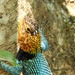 Bocourt’s Emerald Lizard - Photo (c) Rouss, some rights reserved (CC BY-NC)